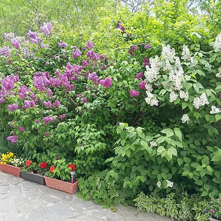 Savovi Gasthof Warna